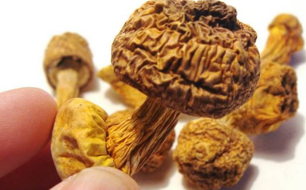 巴西菇、姬松茸烘干機-怎樣烘干色澤好且菇體褶片完整? 巴西菇、姬松茸烘干機-怎樣烘干色澤好且菇體褶片完整?