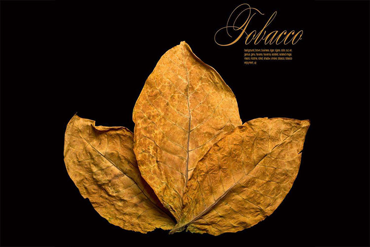 煙草煙葉除濕烘干技術參數 煙草煙葉除濕烘干技術參數