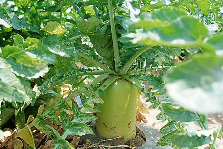 巧用蘿卜烘干機制作香辣脆的蘿卜干 巧用蘿卜烘干機制作香辣脆的蘿卜干