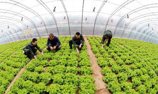 溫室大棚超聲波加濕器對農(nóng)作物生長的好處 溫室大棚超聲波加濕器對農(nóng)作物生長的好處