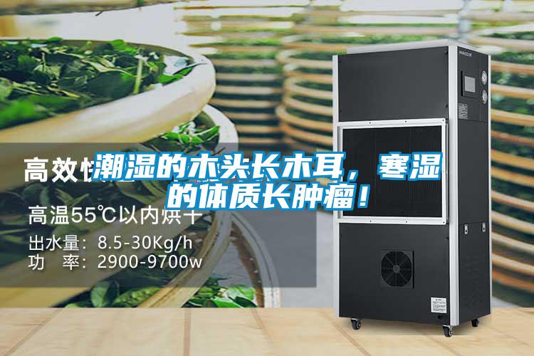 潮濕的木頭長木耳,寒濕的體質長腫瘤!