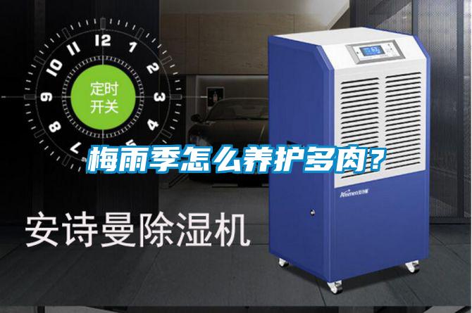 梅雨季怎么養護多肉?