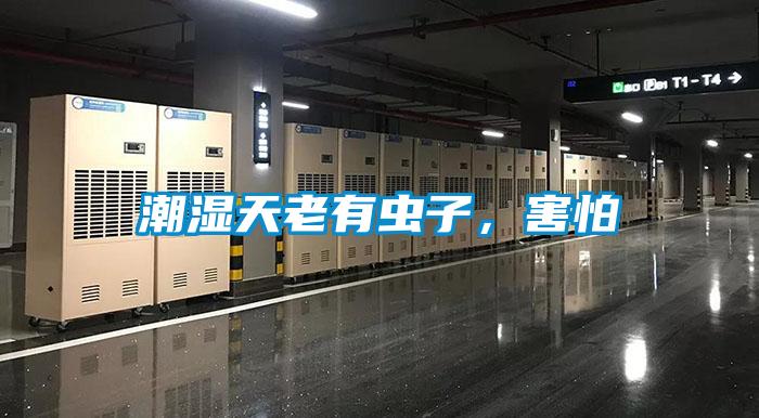 潮濕天老有蟲子，害怕