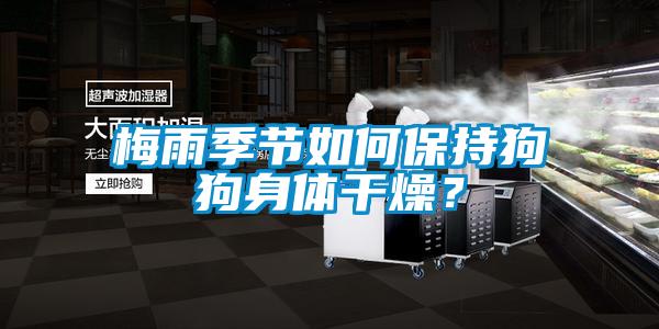 梅雨季節如何保持狗狗身體干燥？