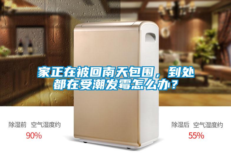 家正在被回南天包圍,到處都在受潮發(fā)霉怎么辦?