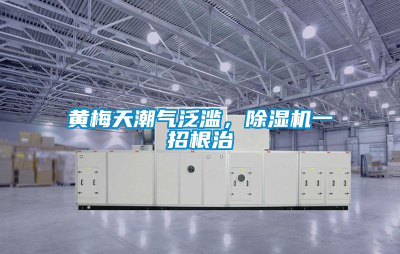 黃梅天潮氣泛濫,除濕機一招根治