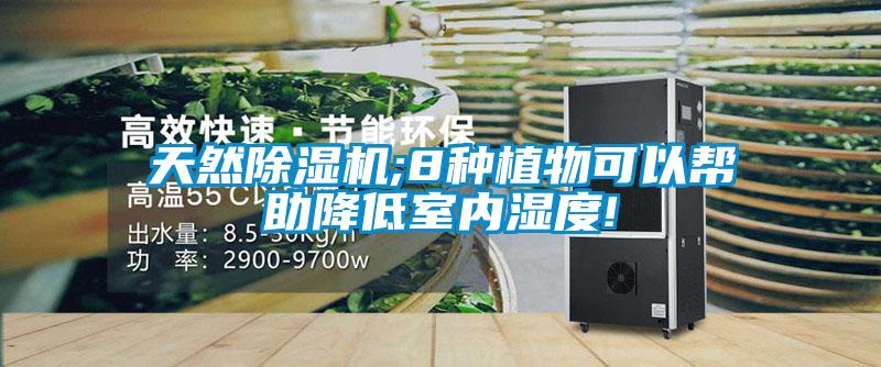 天然除濕機;8種植物可以幫助降低室內濕度!
