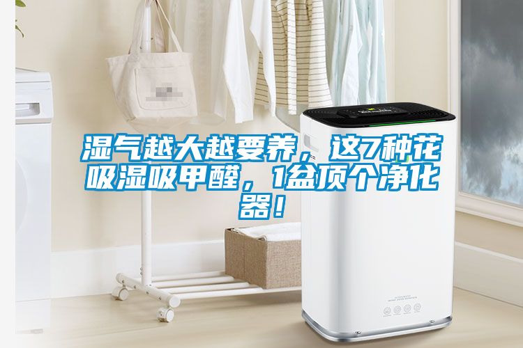 濕氣越大越要養,這7種花吸濕吸甲醛,1盆頂個凈化器!