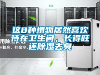 知識百科這8種植物居然喜歡待在衛生間，長得旺還除濕去臭