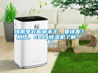 行業新聞梅雨季衣服曬不干，要裸奔？別慌，cado除濕機了解一下