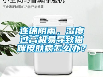 常見問題連綿陰雨，濕度過高極易導致貓咪皮膚病怎么辦？