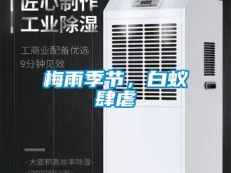 行業新聞梅雨季節，白蟻肆虐